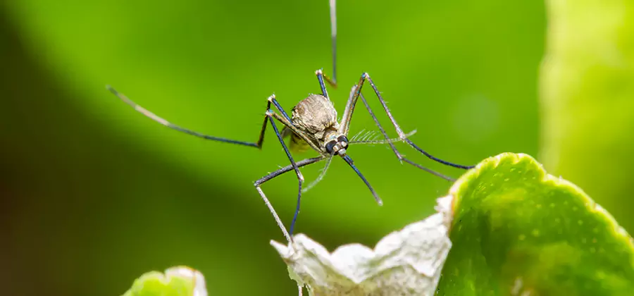 Natural Outdoor Mosquito Repellent in Meridian