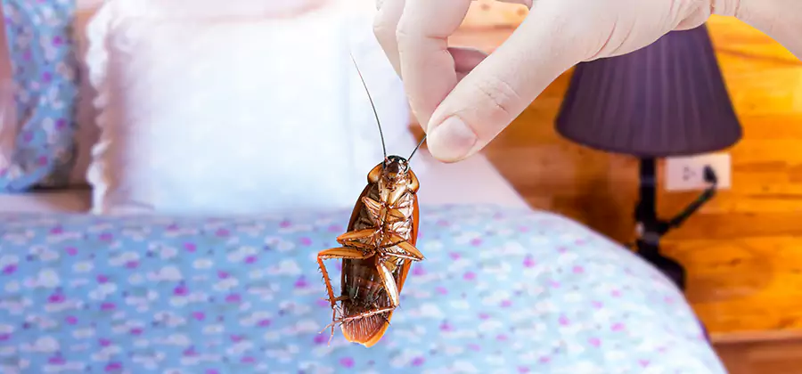 Bed Bug Inspection in Meridian