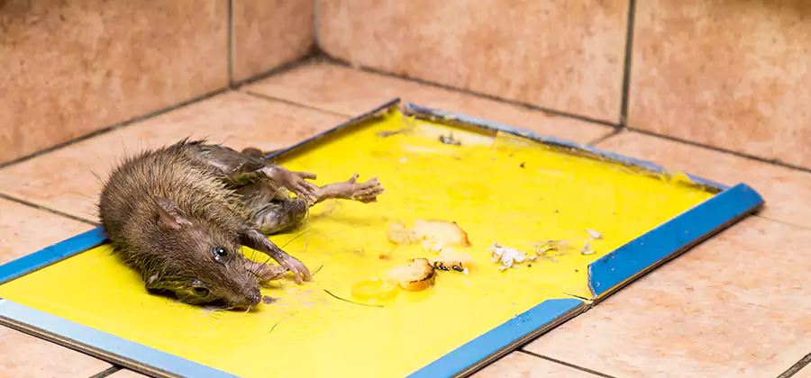 Rat Trapping Service In Meridian