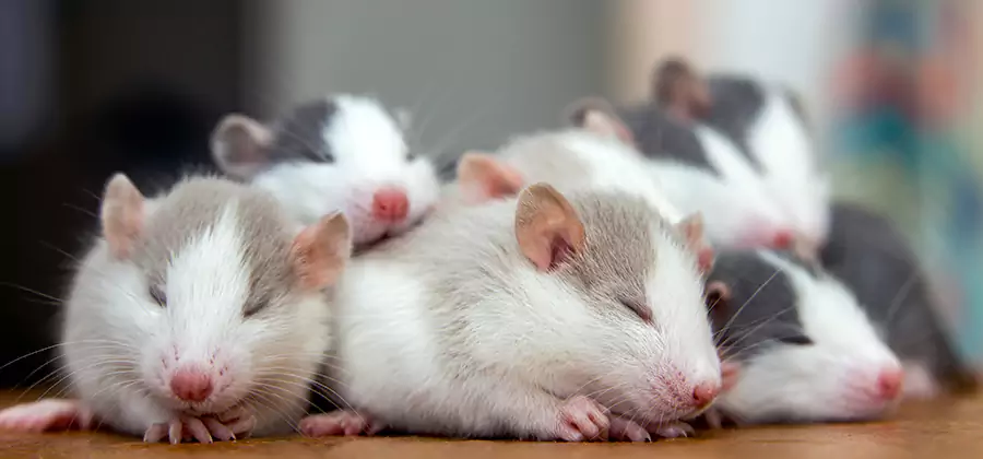 Rat Infestation Exclusion Service in Meridian