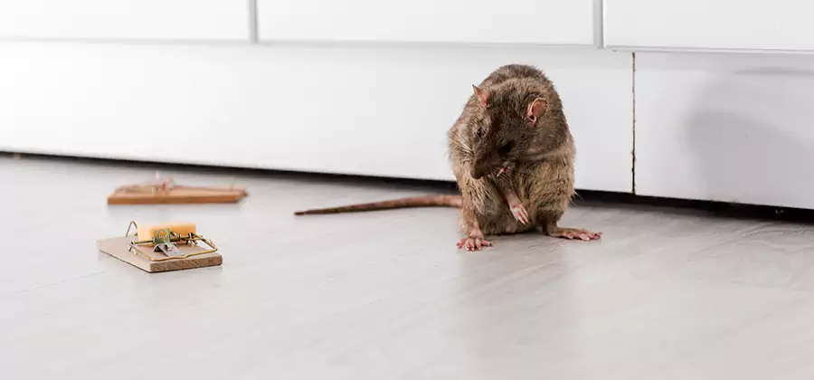 Rat Baiting Removal Service in Meridian