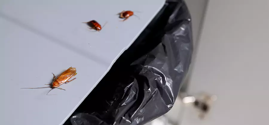 German Roach Pest Control in Meridian