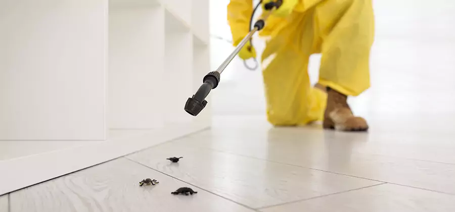 Roach and Bed Bug Exterminator in Meridian