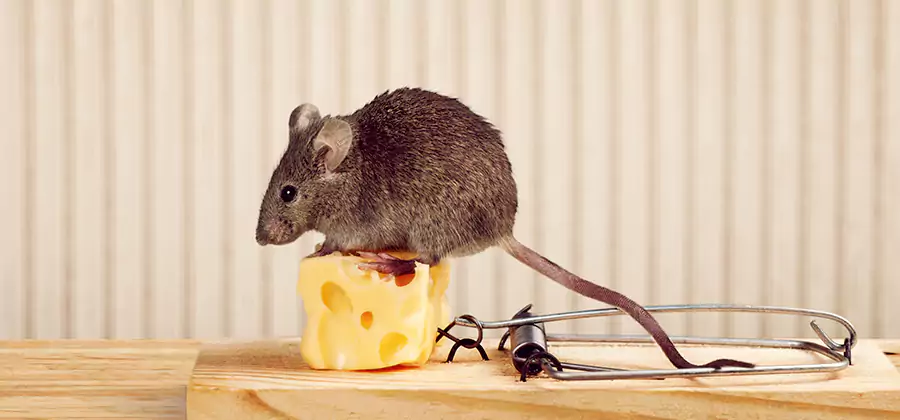 Commercial Rodent Exclusion Services in Meridian