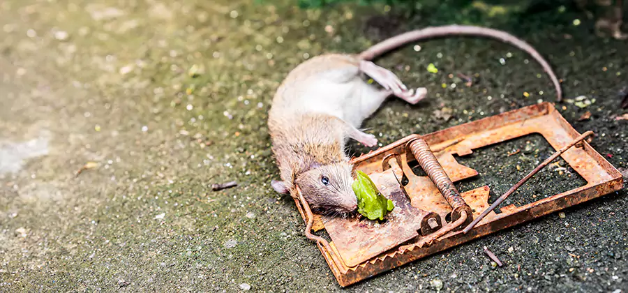 Rat Trapping in Meridian