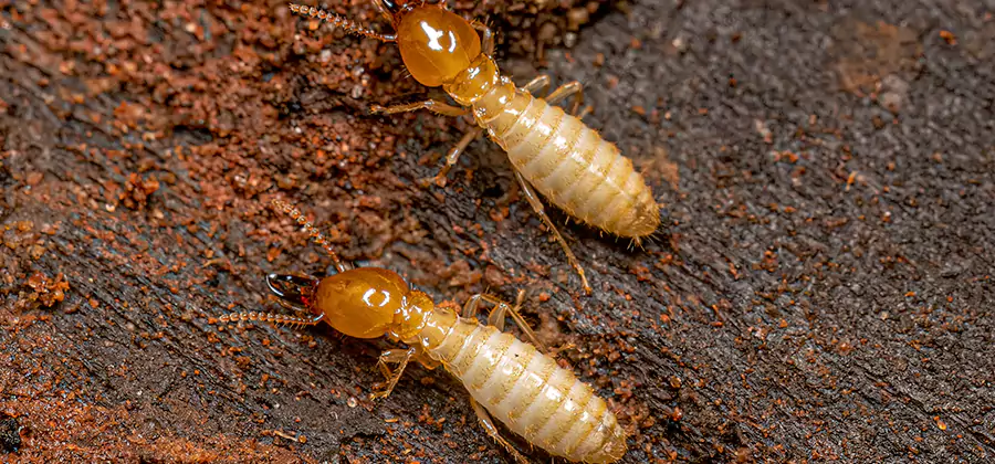 Sentricon Residential Termite Control in Meridian