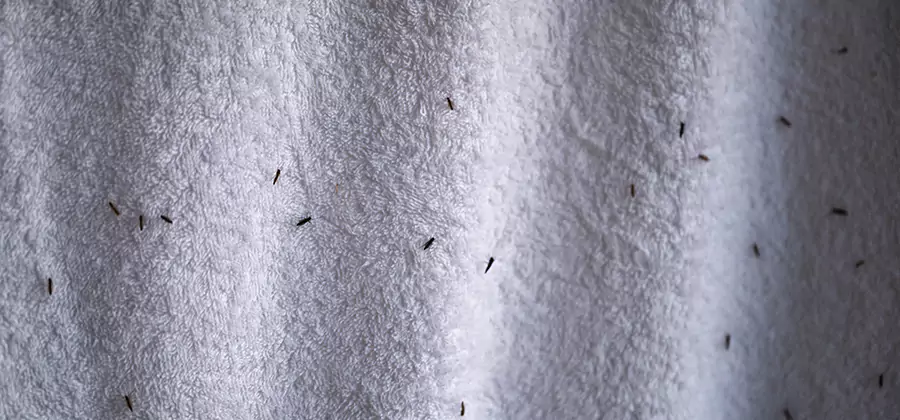 Small Black Ants in Bathroom Treatment in Meridian