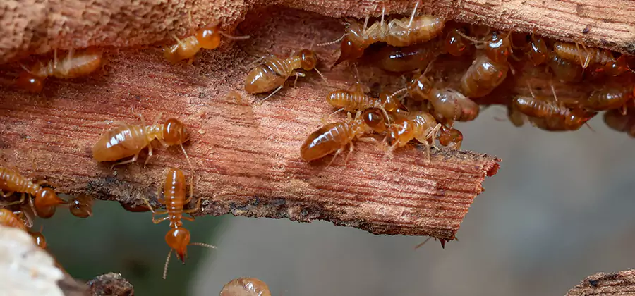 Perimeter Soil Termite Treatment in Meridian