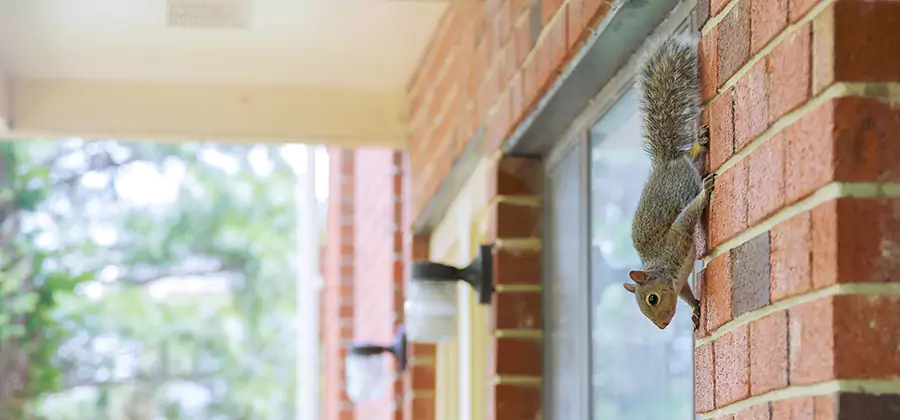 Squirrel Inside Walls Removal in Meridian