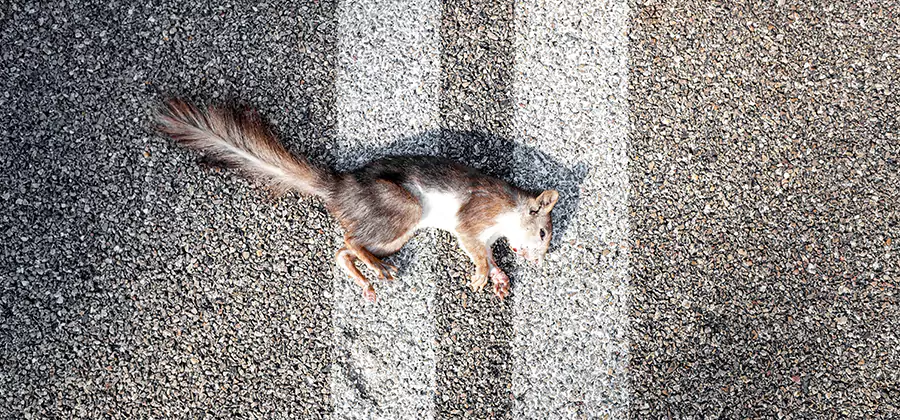 Dead Squirrel Removal in Meridian