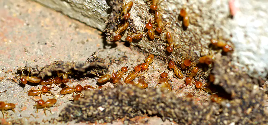 Wood Treatment and Localized Termite Solutions in Meridian