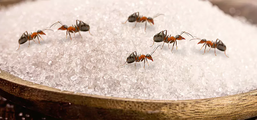 Indoor Sugar Ant Treatment in Meridian