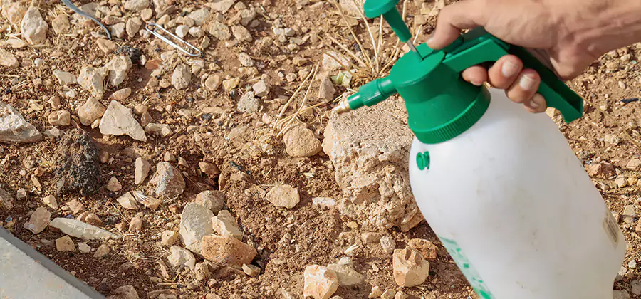 Heat Treatment Termite Cost in Meridian
