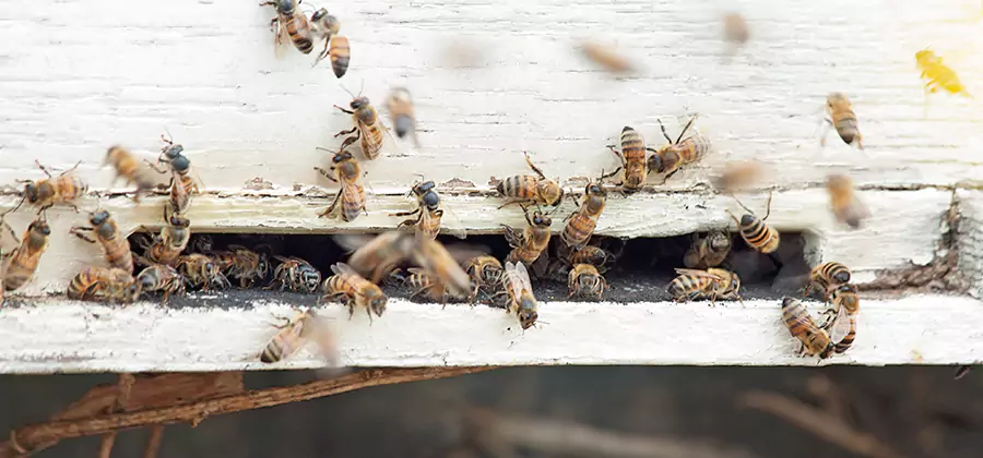 Residential Termite Fumigation in Meridian