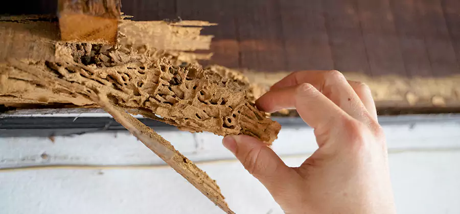 Pre-Purchase Termite Inspection in Meridian