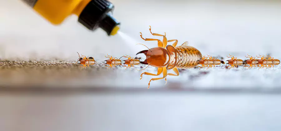 Foundation Termite Spraying Control in Meridian
