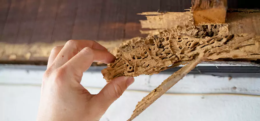 Pre-Construction Termite Treatment in Meridian