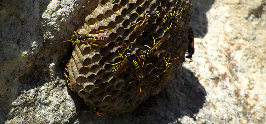 Wasp Nest in Tree Removal Meridian