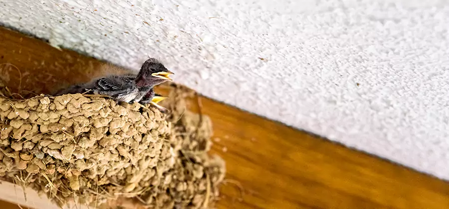 Bird Removal From House in Meridian