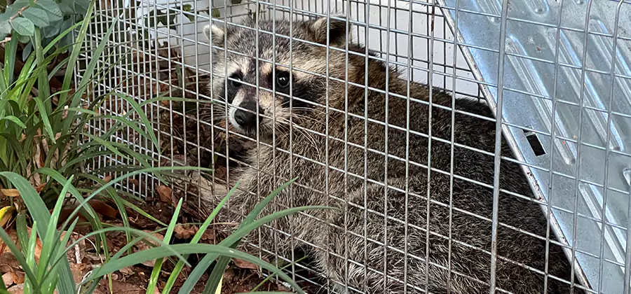 Wildlife Relocation Services in Meridian