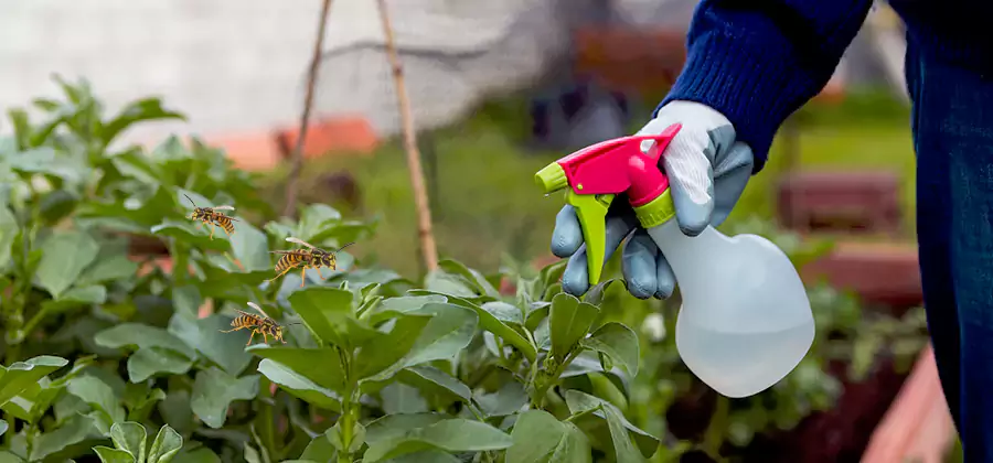 Yellow Jacket Pest Removal for Commercial Properties in Meridian
