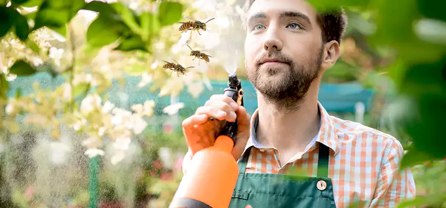 Yellow Jacket Wasp Removal in Meridian