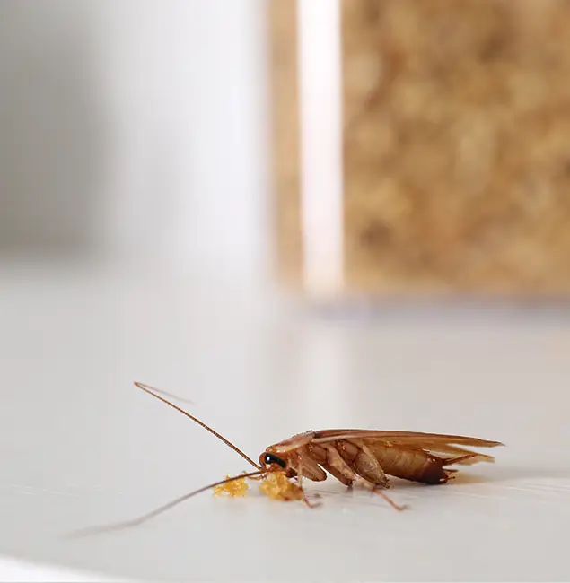 Why Meridian Pest Control Pro Stands Out in Meridian, ID?