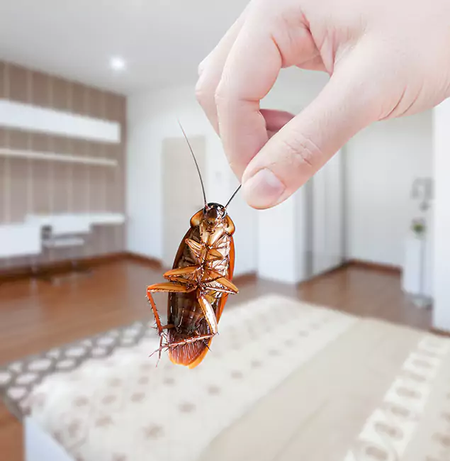 Why Meridian Pest Control Pro Stand Out for Bed Bug Fumigation in Meridian, ID?