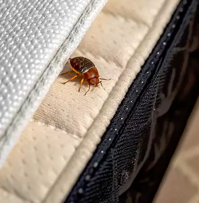 Why Choose Meridian Pest Control Pro for Bed Bug Treatment at Home in Meridian, ID?