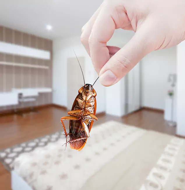 Why Meridian Pest Control Pro Stand Out For Bed Bug Inspection in Meridian, ID?