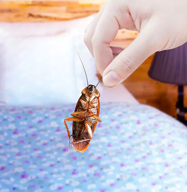 Why Choose Meridian Pest Control Pro for Bed Bug Treatment in Meridian, ID?