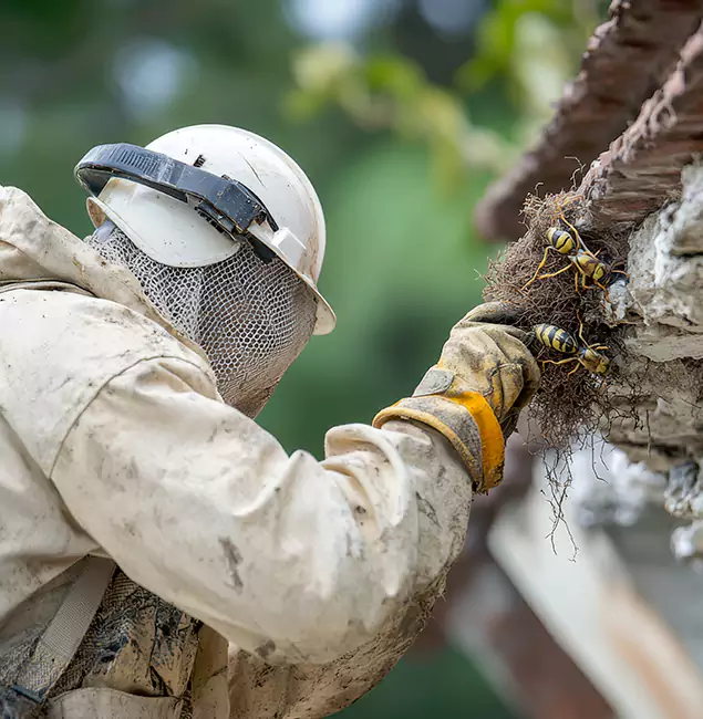 Why Meridian Property Owners Choose Meridian Pest Control Pro for Bee Exterminator?