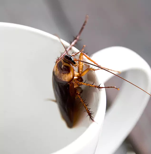 Why Meridian, ID Residents Trust Meridian Pest Control Pro for Cockroach Fumigation?