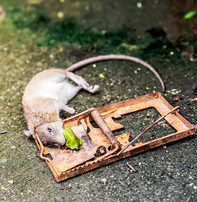 Why Meridian, ID Homeowners Trust Meridian Pest Control Pro for Rodent Removal?