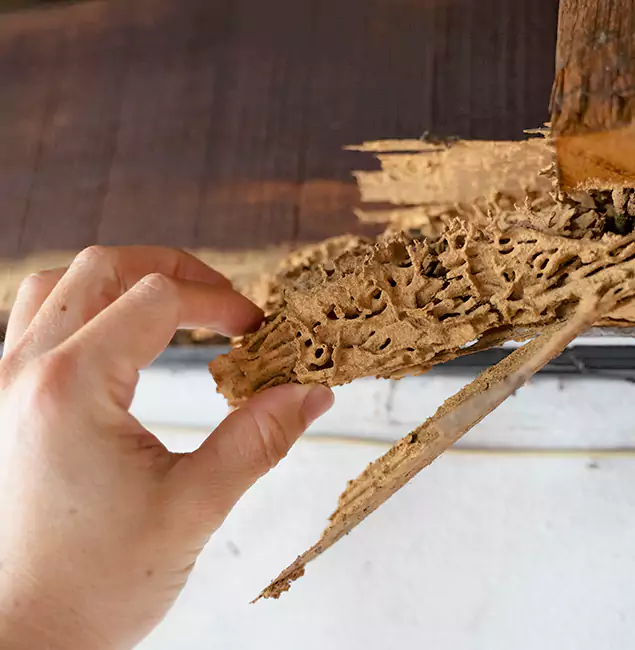 Why Choose Meridian Pest Control Pro in Meridian, ID?