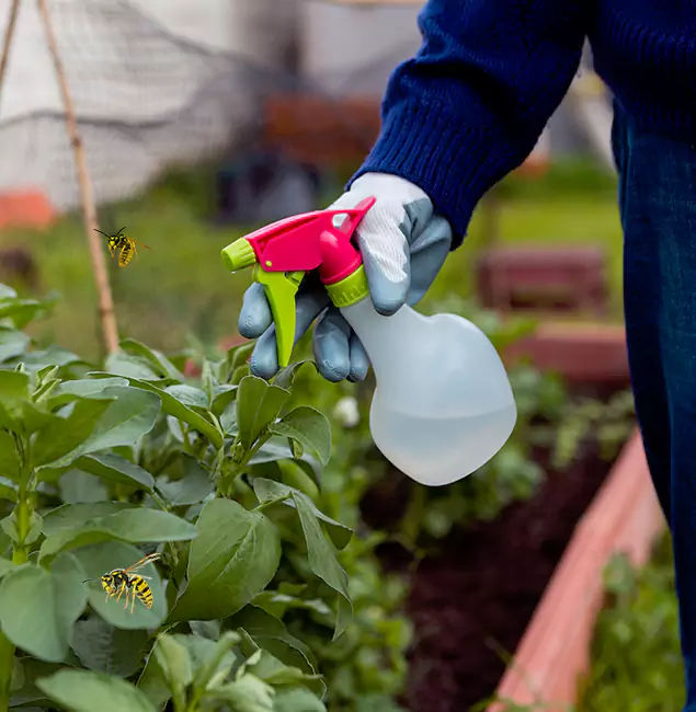 Why Meridian Homeowners Choose Meridian Pest Control Pro for Honey Bee Removal?