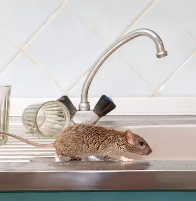 Why Meridian, ID Trusts Meridian Pest Control Pro for Humane Rodent Control?