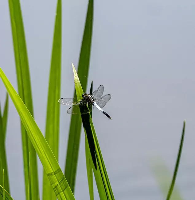 Why Meridian Families Trust Meridian Pest Control Pro for Mosquito Prevention?