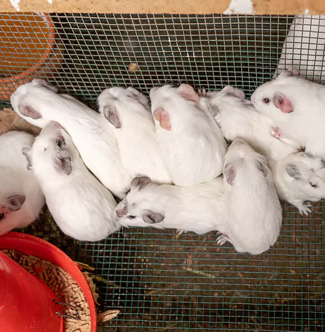 Why Meridian Pest Control Pro Is the Trusted Choice in Meridian, ID?