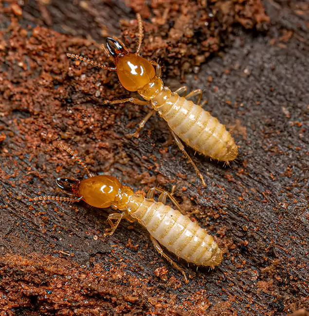 Why Choose Meridian Pest Control Pro for Termite Treatment Without Tenting in Meridian, ID?