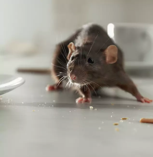 Why Choose Meridian Pest Control Pro for Rodent Control in Meridian, ID?