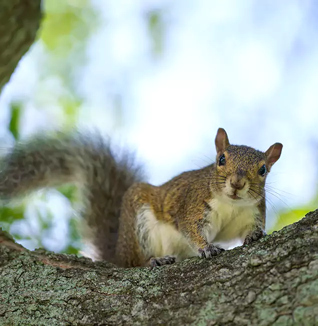 Why Meridian, ID Relies on Meridian Pest Control Pro for Squirrel Pest Control?