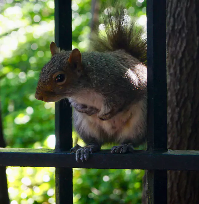 Why Meridian, ID Chooses Meridian Pest Control Pro for Squirrel Removal?