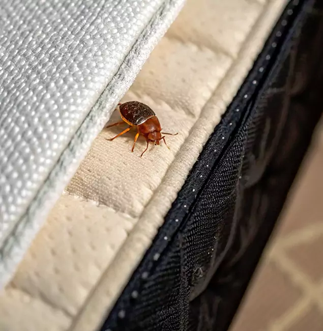 Why Meridian Homeowners Trust Meridian Pest Control Pro for Tick Treatment?