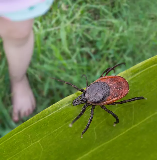 Why Meridian Homeowners Choose Meridian Pest Control Pro for Tick Extermination?