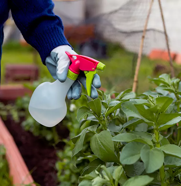 Why Meridian Relies on Meridian Pest Control Pro for Wasp Control Services?