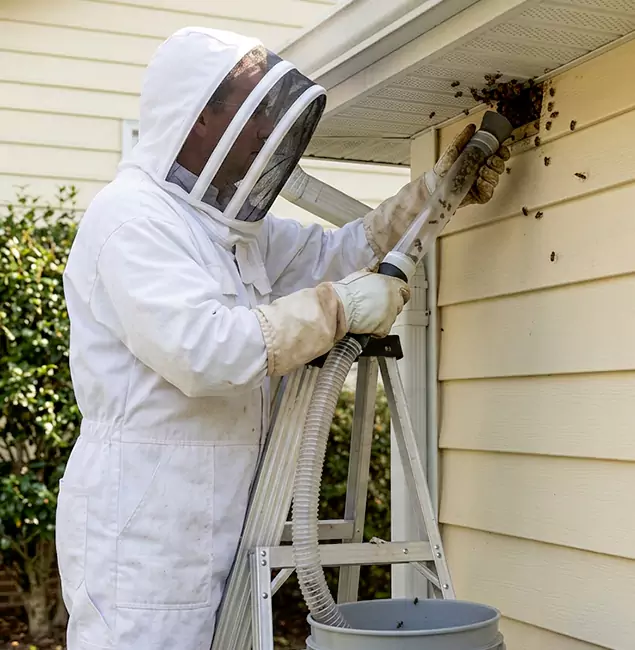 Why Meridian Trusts Meridian Pest Control Pro for Wasp Control?