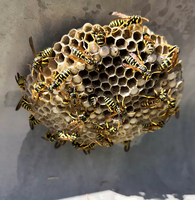 Why Meridian Chooses Meridian Pest Control Pro for Wasp Control Services?