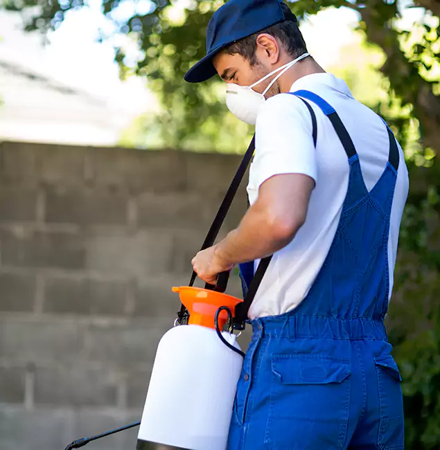Why Meridian Pest Control Pro Is the Right Choice for Yellow Jacket Removal in Meridian, ID?