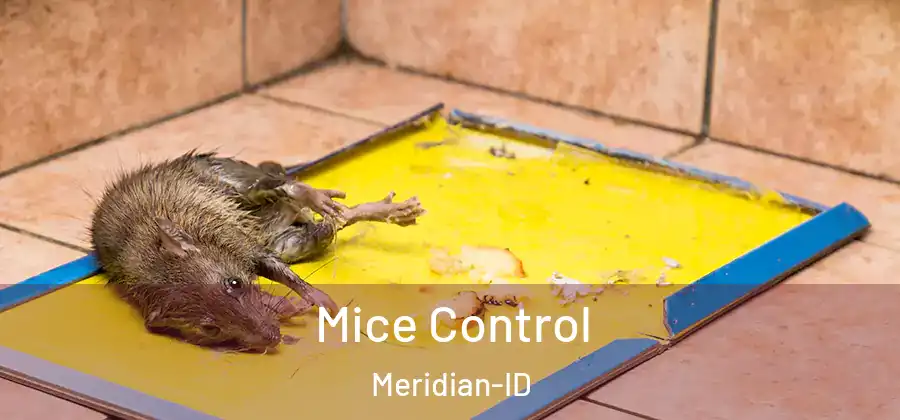  Mice Control Meridian-ID